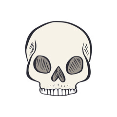 Hand drawn sketchy human skull isolated on white background. Doodle skeleton head tattoo design
