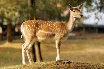A spotted deer stands gracefully on a hillside surrounded by trees in a serene natural setting during daylight