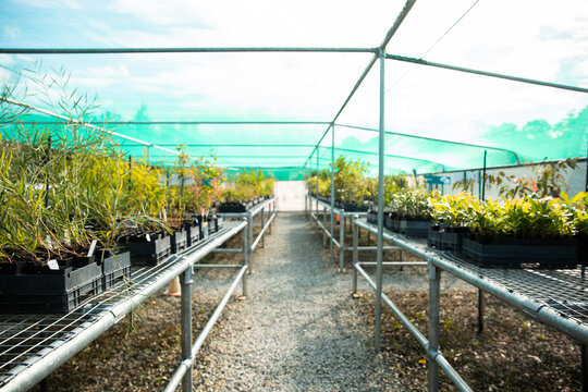 rows and rows of native Australian plants at a nursery