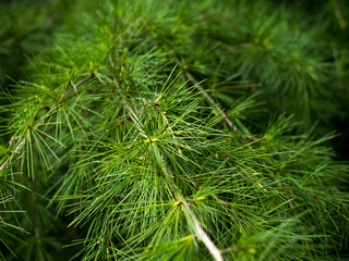 A detailed close-up captures the rich texture and lush greenery of evergreen pine needles, evoking a sense of freshness and the calming essence of nature.