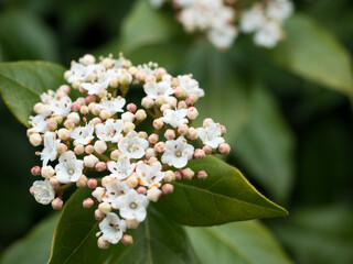 A close-up of blossoming white Viburnum flowers with soft pink buds is surrounded by lush green leaves, capturing nature’s delicate beauty in a peaceful setting.