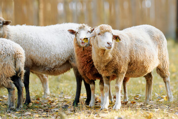 Groups of sheep grazing together in a sunlit meadow during autumn, showcasing their fluffy coats and lively expressions