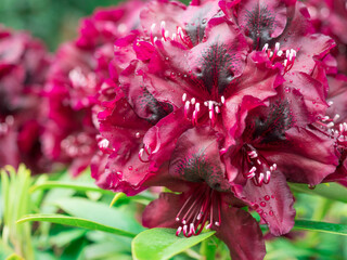 Deep red rhododendron blossoms bloom gloriously, draped in dew, complemented by sturdy green...