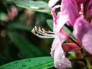 A detailed close-up of elegant pink rhododendron petals gently opening, adorned with delicate water...
