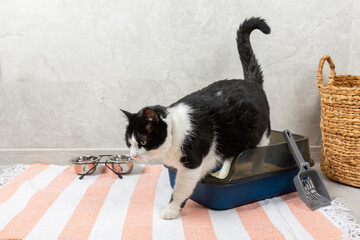 Cute cat with cat litter box against the background of home interior. A domestic cat is accustomed to the toilet, a litter box. cleaning cat litter tray at home, closeup. Pet care concept. Copy space.