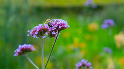 A bee is captured diligently working on small purple blossoms against a lush green backdrop,...