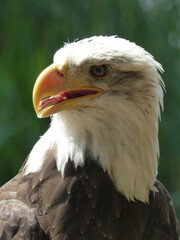 Fototapeta premium White Eagle 