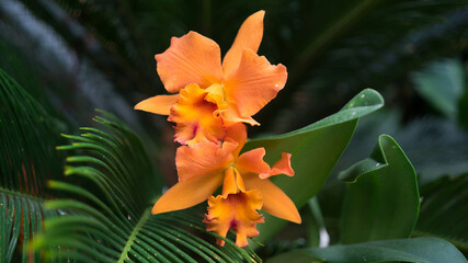 Vivid orange orchids with intense red centers capture attention, set against green leaves, representing a fusion of colors and nature in harmony.