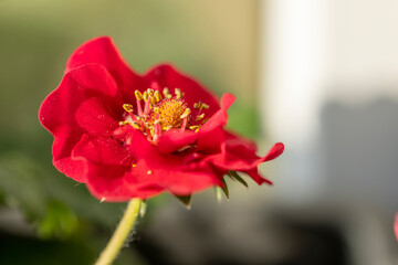 Red potentilla nepalensis miss willmott blooming in spring garden