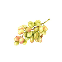Watercolor grape brunches with fresh white and pink berries, illustration of ripe grapevine, composition for card, food and drink theme on white background