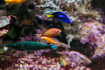 A vibrant group of colorful fish are swimming gracefully around a coral reef