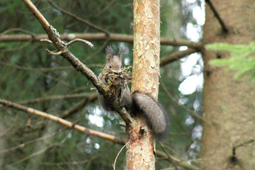 Squirrel (Sciurus vulgaris) posing on the tree with mouthful of material for nest, before winter begins. High quality, selective focus