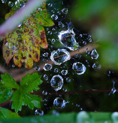 Tiny dew drops delicately glisten on a spider web amidst lush greenery, presenting a magical fusion...