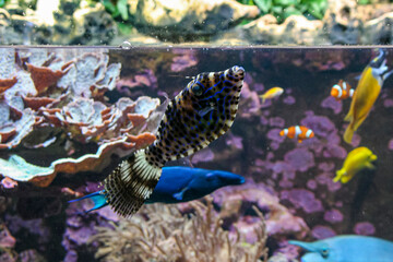 A blue fish swims gracefully in a tank with colorful fish