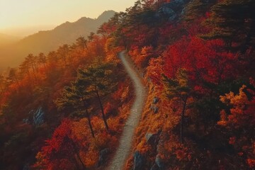 Breathtaking aerial view of a trail winding through colorful forests at twilight in fall. Drone video captures a hillside path embraced by trees dressed in fiery red and orange leaves