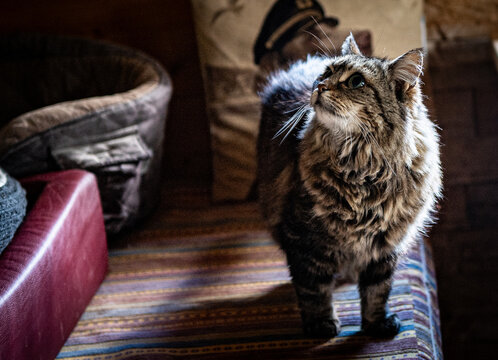 Katze