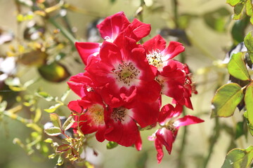 Obraz premium A hybrid red hedge rose 