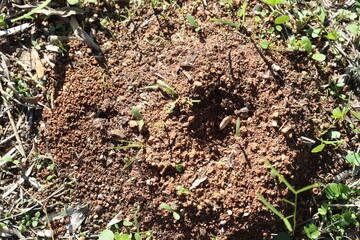 ant nest in the field