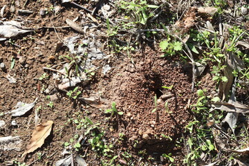 ant nest in the field