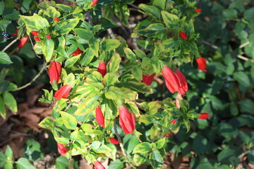  sleeping hibiscus flower (Turk's cap mallow)