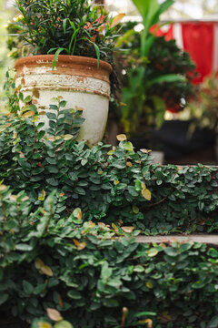 Ficus pumila, climbing or creeping fig, growing on front steps of house