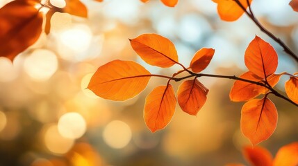 Vibrant Orange Leaves on a Branch Illuminated by Soft Autumn Light with a Dreamy Blurred Background