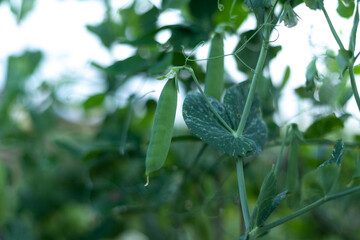 Pea crops in the evening
