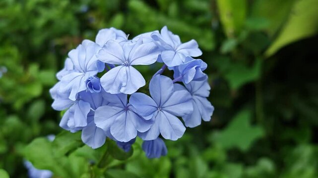 Plumbago auriculata, the cape leadwort, blue plumbago or Cape plumbago.