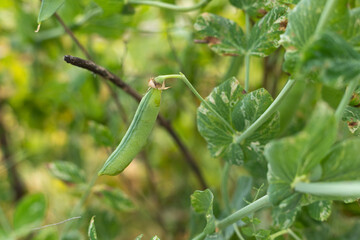 Pea crops in the sun