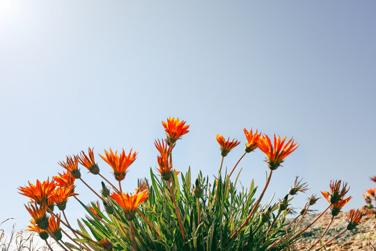 Fototapeta Vibrant orange gazania flowers with blue sky background