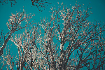 branches of a tree in winter