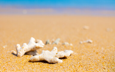 Corals on the sand on the seashore. Seascape background, sandy shore with corals and shells.