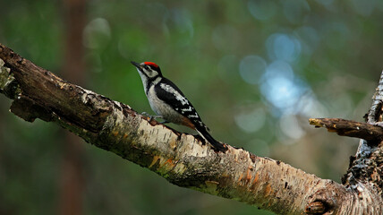 Juvenile great spotted woodpecker in the woods