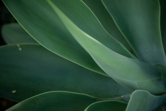 Agave plant growing in tropical Australian garden