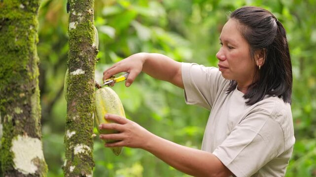 Southeast asian woman farmer in a cacao farm harvesting pods from a tree using pruning shears, agricultural work