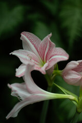 Unfocused hippeastrum amaryllis flowers in the garden