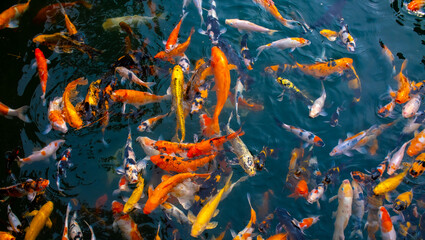 There are many colorful Japanese carp fish swimming in the water. Fish farm. The pond is teeming with a school of large fish.