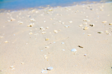 Corals on the sand on the seashore. Seascape background, sandy shore with corals and shells.