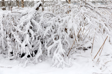 landscape with plants in spring