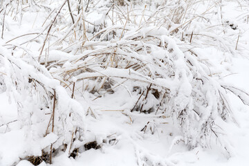 landscape with dry grass under snow