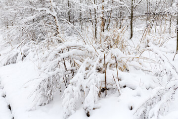 dry grass under snow after snowfall in spring