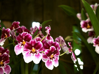 Vibrant purple and white orchids with intricate designs brighten an interior space, capturing elegance and artistic beauty in rich, colorful detail.