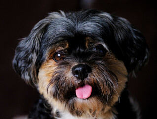This image features a black and tan dog with its tongue playfully sticking out, set against a dark...