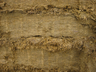 Grass silage silage in close up on a dairy farm, North Yorkshire, England, United Kingdom