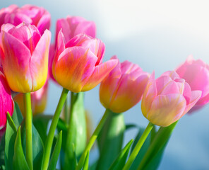 Beautiful pink tulip background texture