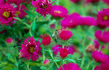 Obraz premium A photo of chrysanthemum flowers in an autumn garden.