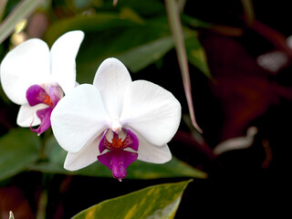White orchids with striking purple centers stand out against lush green foliage, offering a visual...