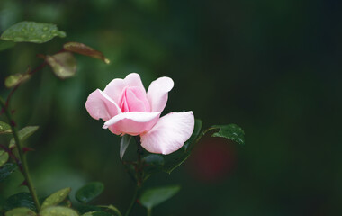 Pink roses on the bush, macro, rose garden