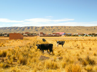 Cows Grazing Alone in a Bolivian Village Near Lake Titicaca in the Middle of a Dry and Yellow Soil in the Bolivian Altiplano with a Clear Sky