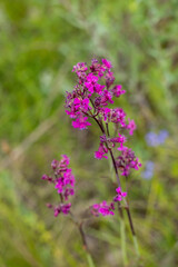 Blooming purple flower in green meadow: viscaria vulgaris